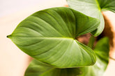 Homalomena occulta "regular form"